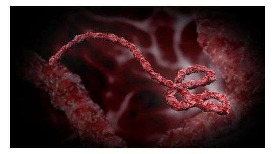 Emergencia por brote de ébola en Congo y Uganda en expansión global