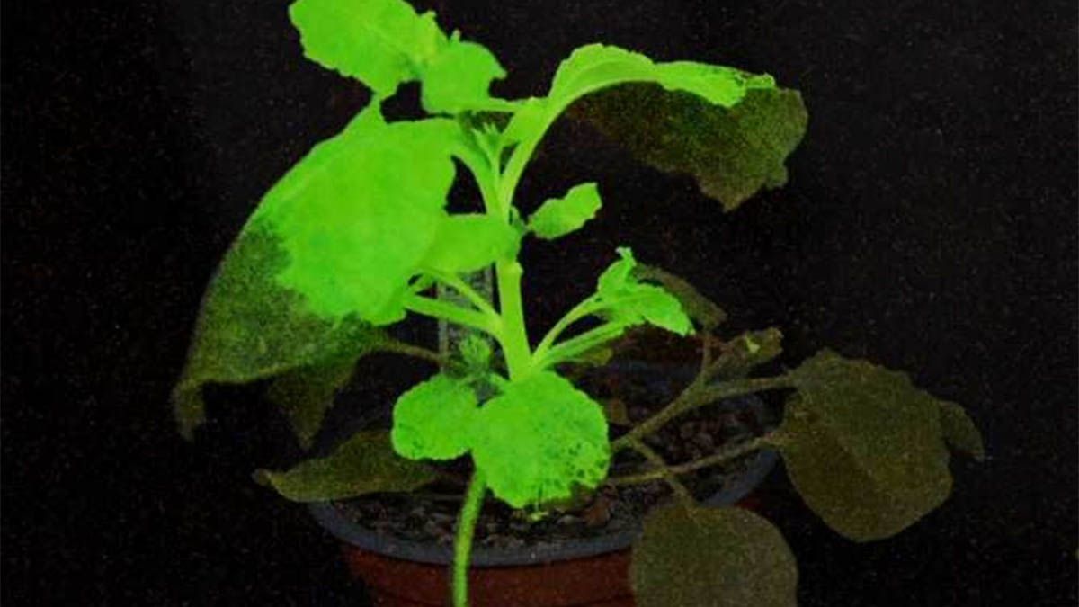 Ungrupo de científicos creó las denominadas “Plantas Centinela” que apunta a ladetección temprana de plagas que avisan con luz al ser infectadas.