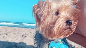 dia mundial del perro: como viajar seguro con tu mascota dia mundial del perro: como viajar seguro con tu mascota