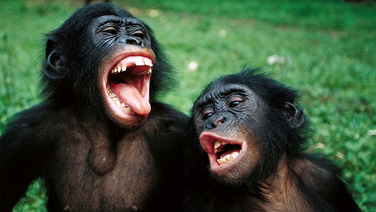 Estudio científico revela que los chimpancés mezclan sonidos con significado, un paso clave hacia el lenguaje. Más parecidos al ser humano de lo que pensábamos.