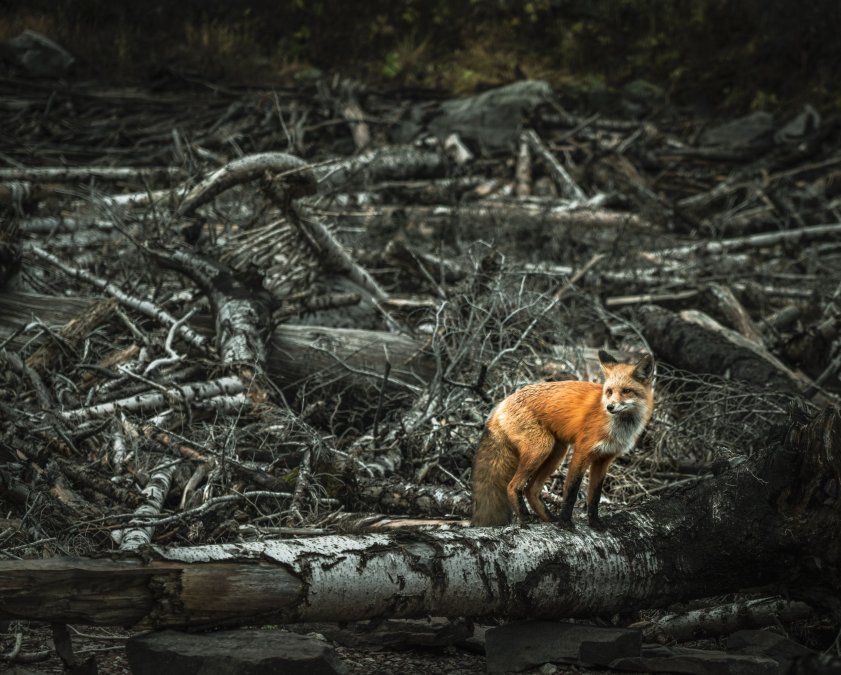 early-bird-gets-worm-early-fox-gets-bird