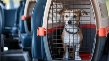 Las mascotas podrán viajar en trenes y micros larga distancia: los detalles