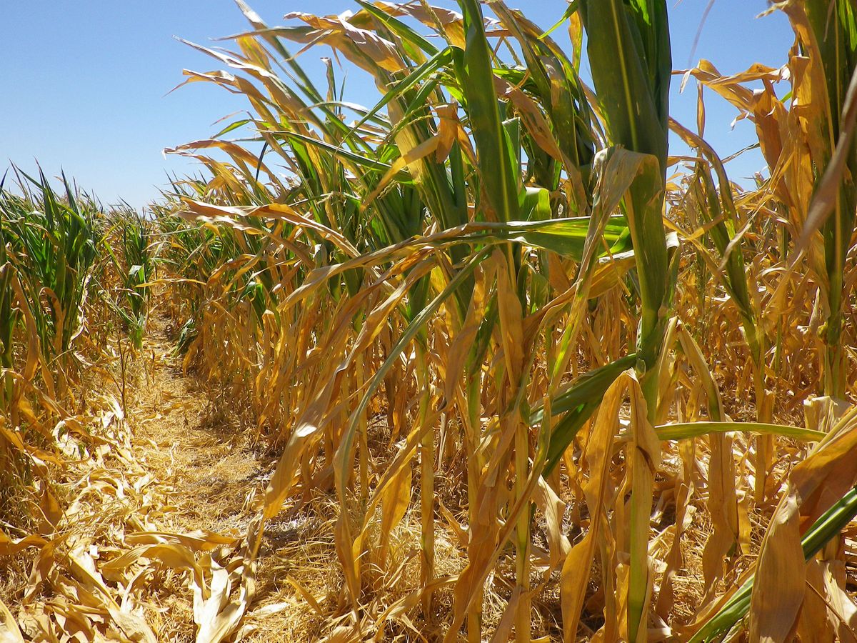 Урожайность сельскохозяйственных культур в значительной. Кукурузное поле. Урожай кукурузы. Кукурузное поле засуха. Снижение урожая.