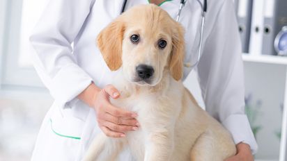 Día Mundial de la Esterilización: La solución más efectiva contra el abandono animal