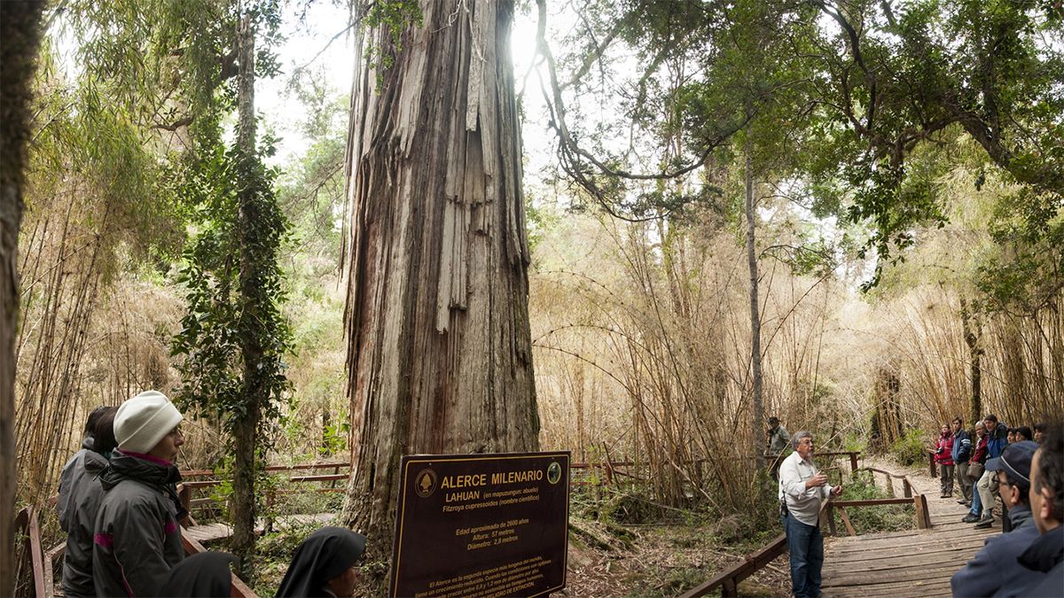 Argentina es el pa&iacute;s que posee en La Patagonia el segundo &aacute;rbol m&aacute;s antiguo del mundo y sobrevive en un rinc&oacute;n protegido de Chubut inaccesible por tierra firme.