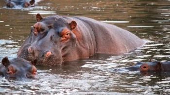 Polémica en Colombia por la eutanasia ética hipopótamos de la cocaína. (Foto: Ilustrativa / AFP) Polémica en Colombia por la eutanasia ética hipopótamos de la cocaína. (Foto: Ilustrativa / AFP)