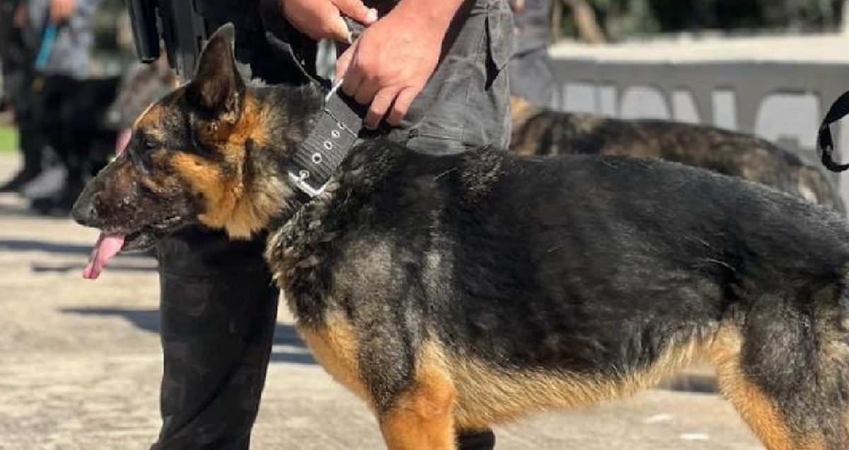 "Ursus": El agente perruno que fue jubilado por la Policía de Córdoba. (Foto: Policía de Córdoba) "Ursus": El agente perruno que fue jubilado por la Policía de Córdoba. (Foto: Policía de Córdoba)