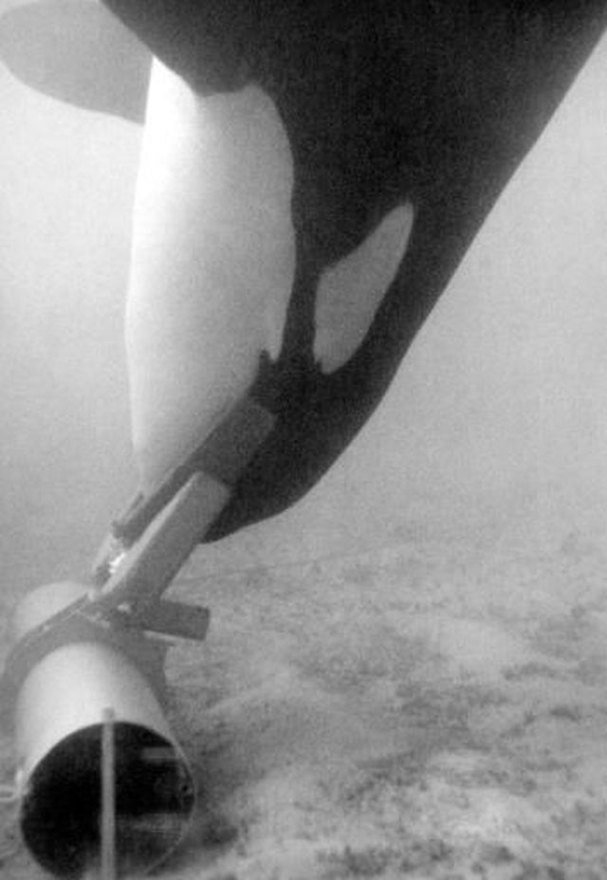 Ahab, una orca,  recupera una pieza de artillería inerte que ha localizado mediante un emisor acústico en el proyecto Deep Ops de USA.