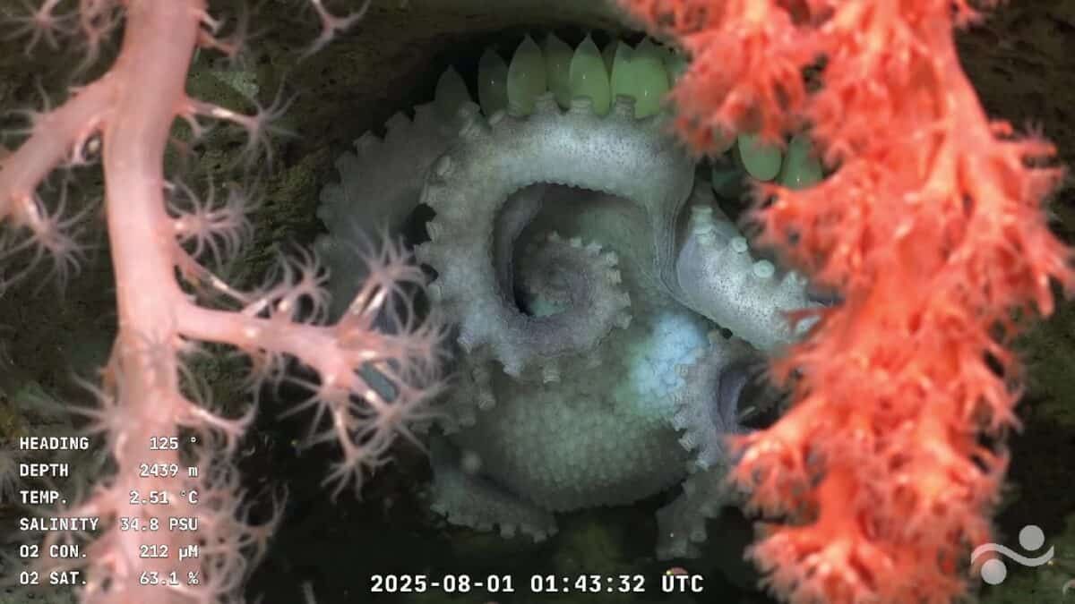 Conicet en la batalla cultural por el presupuesto y reconocimiento de la investigación y los investigadores.