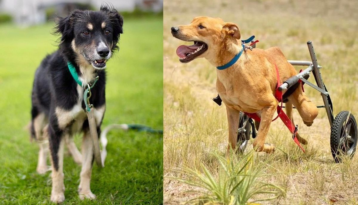 Cala y Rusty son solo dos de los cientos de perros que pudieron haber tenido una muerte segura y que El Campito rescató a lo largo de los años. Los dos aguardan una familia responsable y cariñosa que quiera darles un hogar. Cala y Rusty son solo dos de los cientos de perros que pudieron haber tenido una muerte segura y que El Campito rescató a lo largo de los años. Los dos aguardan una familia responsable y cariñosa que quiera darles un hogar.