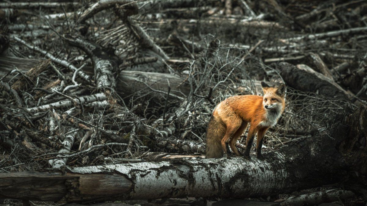 Amazonia en alerta: Los incendios se dispararon en Brasil