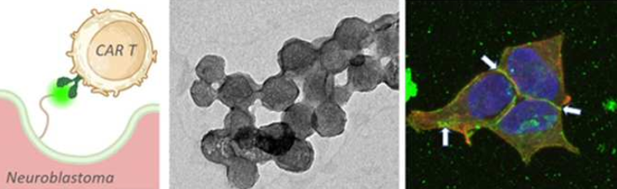 Además, las células cancerosas desarrollan estrategias de supervivencia sofisticadas, ocultando sus antígenos superficiales para evadir el reconocimiento inmunitario. Esta adaptación molecular convierte la detección tumoral en una tarea compleja para las terapias celulares convencionales. Además, las células cancerosas desarrollan estrategias de supervivencia sofisticadas, ocultando sus antígenos superficiales para evadir el reconocimiento inmunitario. Esta adaptación molecular convierte la detección tumoral en una tarea compleja para las terapias celulares convencionales.