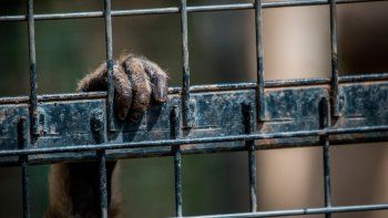 Un maltrato animal de terror. Un maltrato animal de terror.