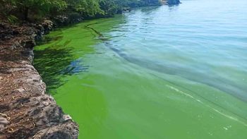 Preocupante el verdín del lago de Marcaibo, Venezuela / Foto tomada de El Nacional. Preocupante el verdín del lago de Marcaibo, Venezuela / Foto tomada de El Nacional.