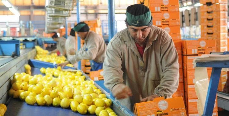 Expectativa entre los productores por la caída de las barreras al ingreso de limones a USA