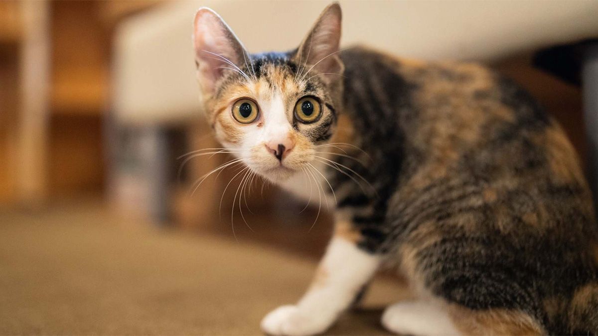El D&iacute;a Internacional del Gato se celebra el 8 de agosto de cada a&ntilde;o y los especialistas mencionan las claves para transformar la calidad de vida de los felinos.