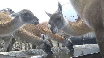 Carne de guanaco: A $6.500 el kilo, ya está en las góndolas