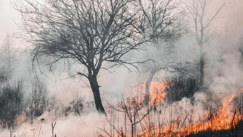 Hallan alarmante relación entre el humo de incendios forestales y ACV