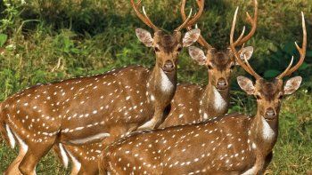 Los ciervos Axis son desplazados por la creciente del río Paraná. Los ciervos Axis son desplazados por la creciente del río Paraná.