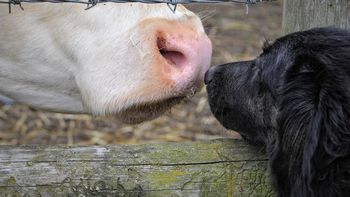 Día Mundial del Veganismo: Los veganos ya tienen leyes en Colombia, Brasil y México