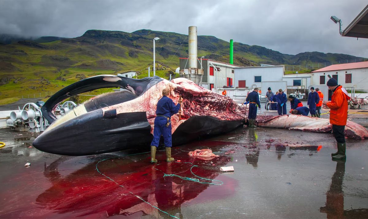 Islandia ha concedido una licencia a la última compañía ballenera de Europa para matar más de 100 ejemplares.