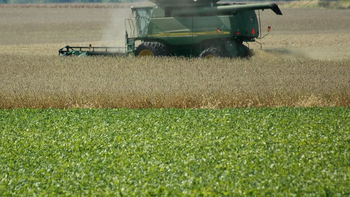 Menos soja vendida y tipo de cambio, dos de las tres razones que demoran el ingreso de dólares Menos soja vendida y tipo de cambio, dos de las tres razones que demoran el ingreso de dólares