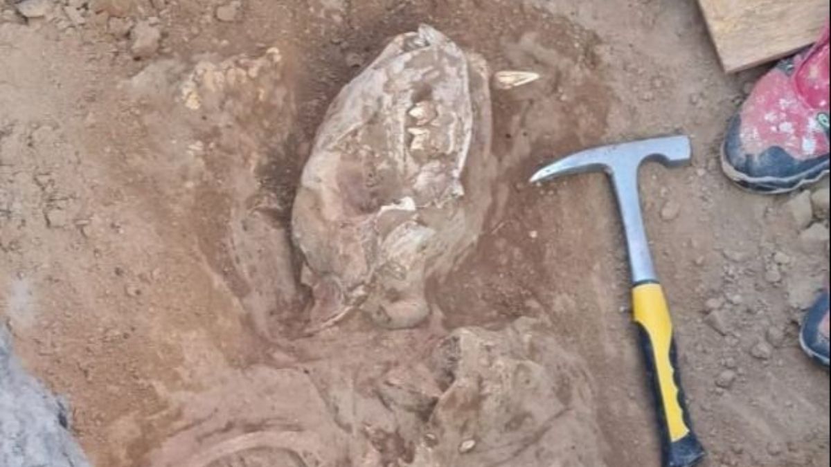 Se halló en Necochea el fósil de un tigre dientes de sable