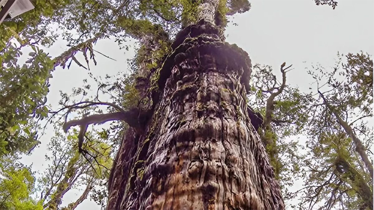 Argentina es el pa&iacute;s que posee en La Patagonia el segundo &aacute;rbol m&aacute;s antiguo del mundo y sobrevive en un rinc&oacute;n protegido de Chubut inaccesible por tierra firme.