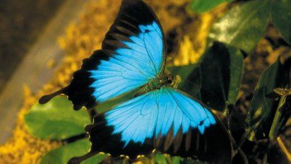 ¿Por qué no hay tantas mariposas como cuando éramos niños?