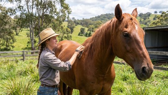 Voluntarios cuidarán caballos en Australia en 2027 a cambio de alojamiento y tours.
