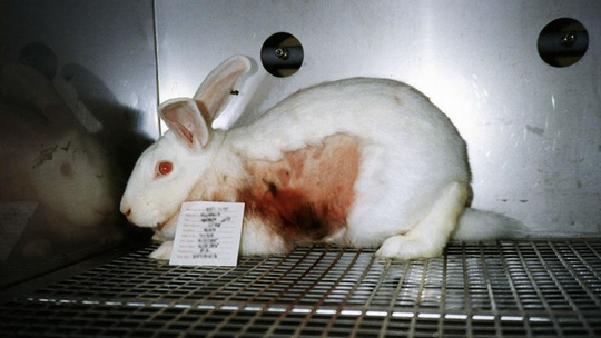 Un proyecto busca terminar con la crueldad animal.