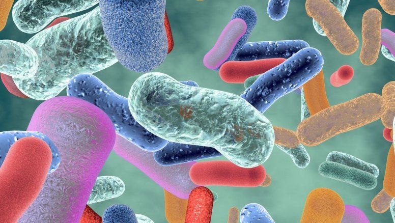 Trasplante fecal, inesperado tratamiento antiage