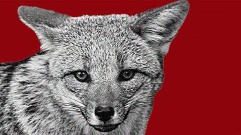 El zorro no pierde las mañas, como el exFdT no pierde las internas. El zorro no pierde las mañas, como el exFdT no pierde las internas.