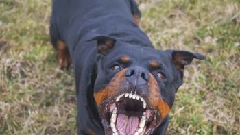 Un perro atacó a una persona y el dueño del animal le robó la mochila. (Foto: Ilustrativa / Shutterstock). Un perro atacó a una persona y el dueño del animal le robó la mochila. (Foto: Ilustrativa / Shutterstock).