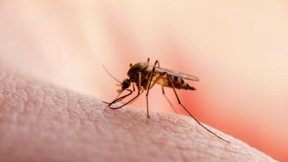 Alerta sanitaria por Malaria en USA: Transmisión local