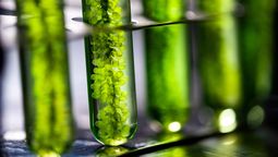 Científicos hallan una enzima natural que mejora la producción de biocombustibles. Puede duplicar su eficiencia y ya está lista para usarse a nivel industrial.