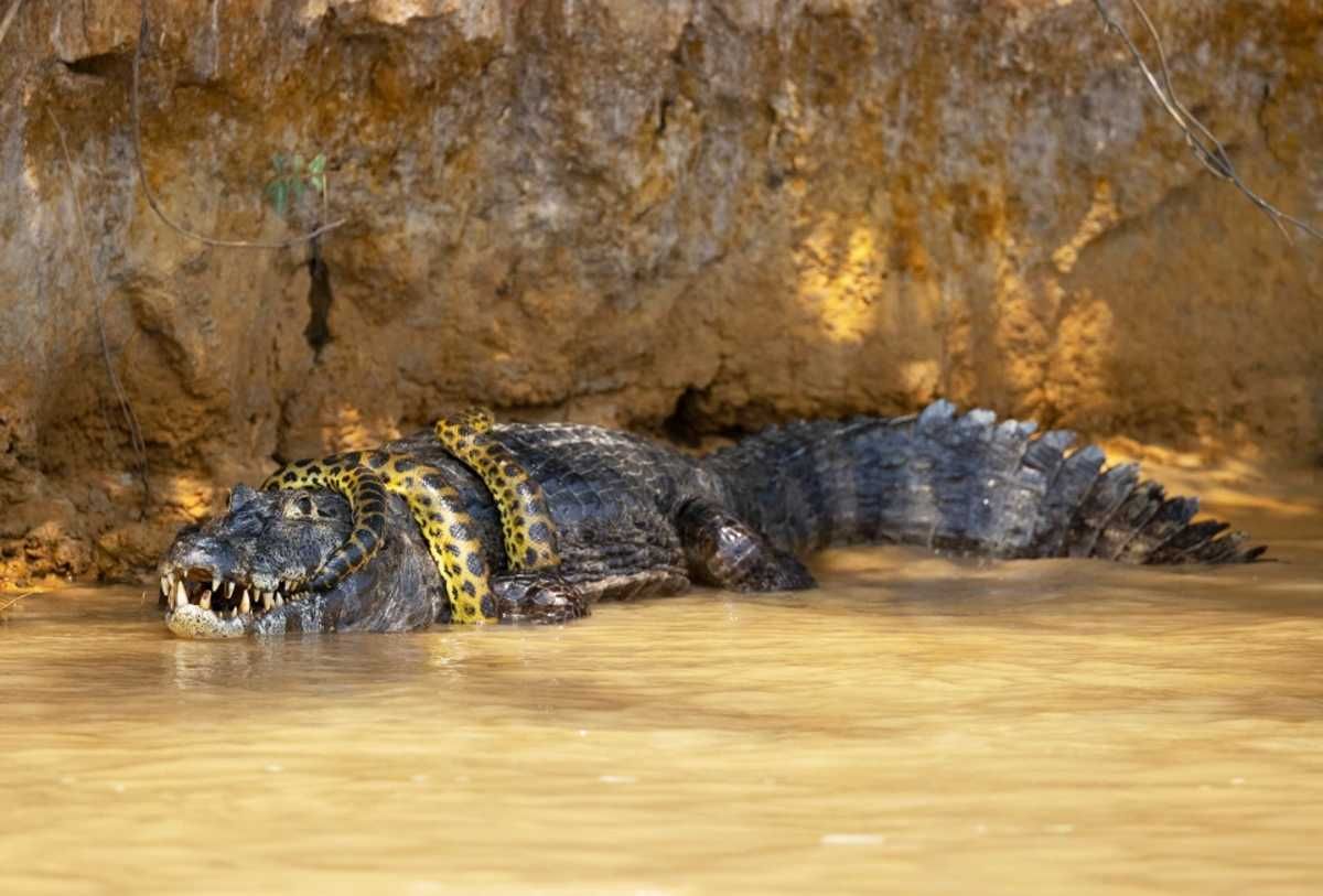 Fotógrafo capturó increíble lucha entre caimán y anaconda