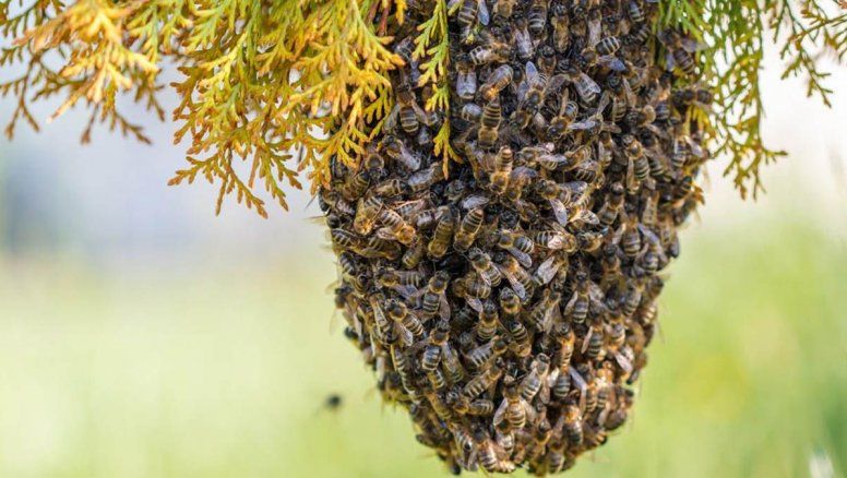 Pesadilla: Abejas matan a un hombre en Córdoba