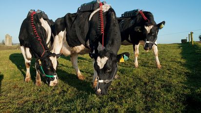 Cambio climático: ¿Menos eructos de vacas para un mundo mejor?