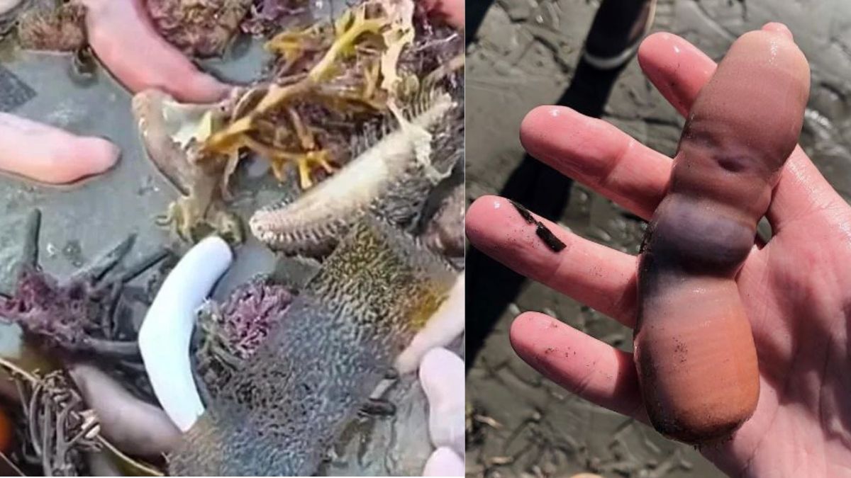 Pez pene en Argentina y pez pene en California. Imagen: Captura video NA / @Cristopherreiger (Instagram)