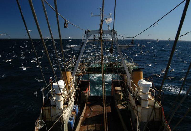 La pesca intensiva del calamar es un negocio de depredaci&oacute;n que mueve al menos 700 millones de d&oacute;lares cada a&ntilde;o. /Foto:TimingPolitico.com.ar
