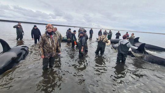 Rescatistas y voluntarios en Rusia han rescatado a una familia de orcas