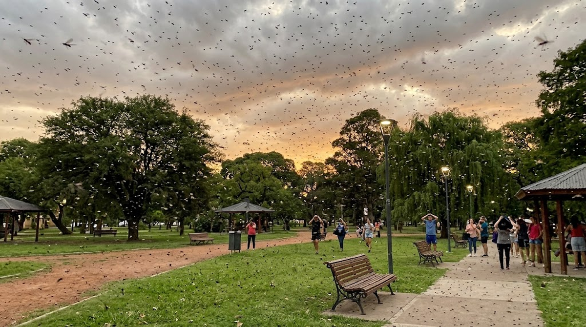 La aparición simultánea de tantos ejemplares explica por qué el fenómeno puede parecer una lluvia de insectos. La aparición simultánea de tantos ejemplares explica por qué el fenómeno puede parecer una lluvia de insectos.