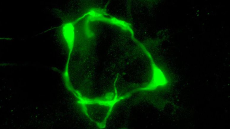 Ciencia en shock: Descubren 'candado' que permite a las neuronas cambiar según el enorno