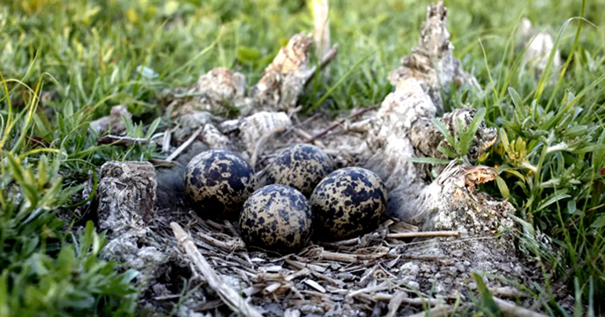 Nido de avefría, en la maleza, dicen que muy parecido al nido de liebre. Nido de avefría, en la maleza, dicen que muy parecido al nido de liebre.