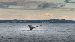 Récord de ballenas muertas en la Patagonia
