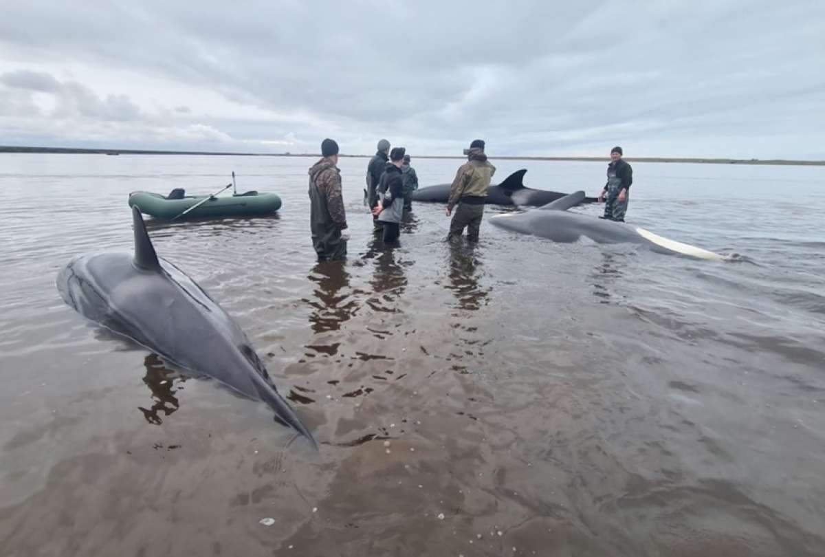 Héroes sin capa en Rusia: Lograron salvar a cuatro orcas varadas