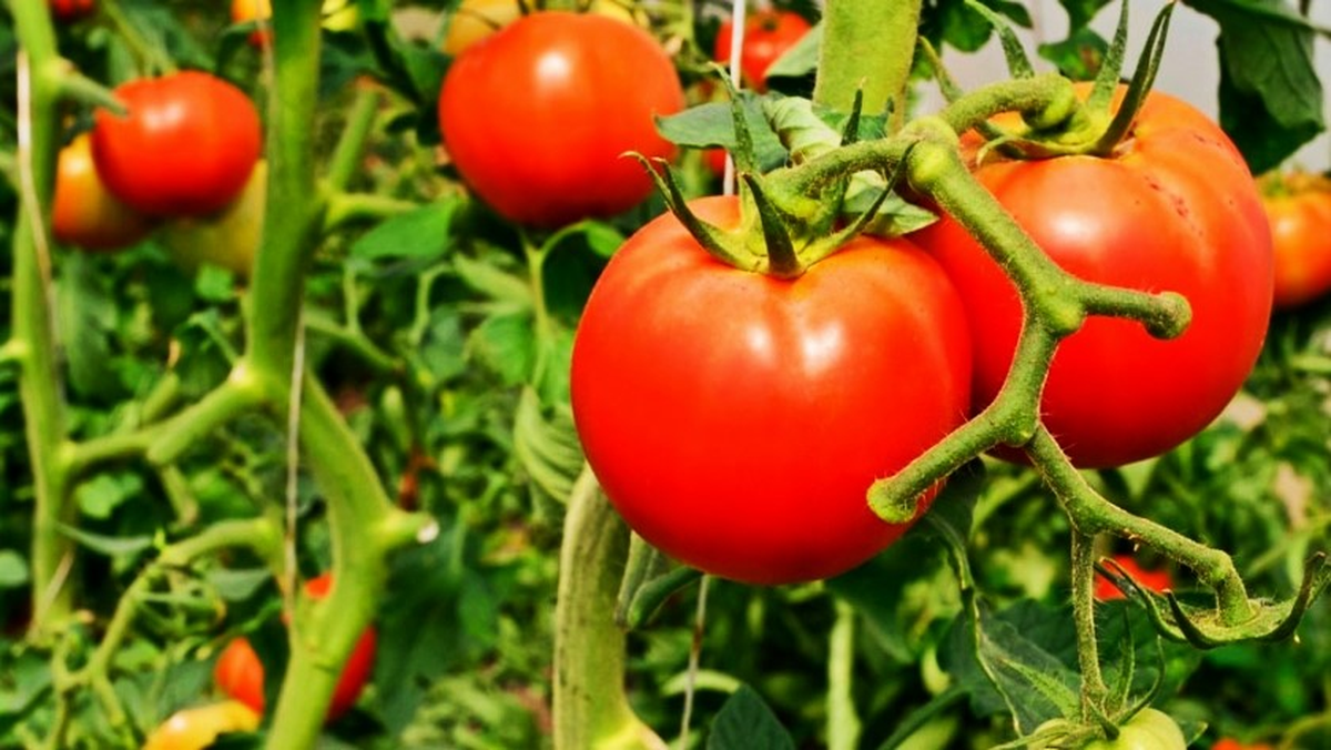 Cultivar tomates es una excelente opción para consumir vegetales y frutas frescas. Cultivar tomates es una excelente opción para consumir vegetales y frutas frescas.