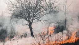 OLGA y LUZU TV recaudaron millones para destinar a los incendios en la Patagonia. OLGA y LUZU TV recaudaron millones para destinar a los incendios en la Patagonia.