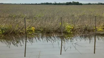 Emergencia agropecuaria: El salvavidas de Santa Fe para el agro tras las inundaciones